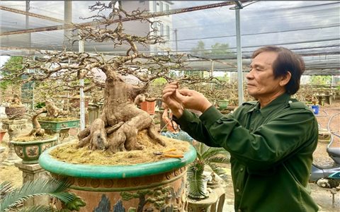 Những ngày giáp Tết ở “thủ phủ” mai vàng miền Trung