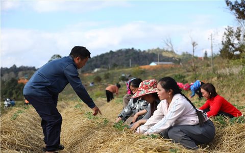Hỗ trợ người dân Tìa Dình chuyển đổi tăng vụ cây trồng
