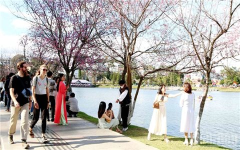 Nhiều hoạt động đặc sắc tại Lễ hội hoa Mai anh đào - Đà Lạt 2026