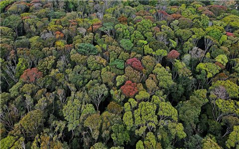 Chiêm ngưỡng cực phẩm rừng nguyên sinh mùa thay lá ở Măng Đen