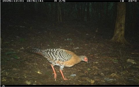 “Mắt thần” ghi nhận 27 loài động vật hoang dã quý tại rừng Mỹ Sơn