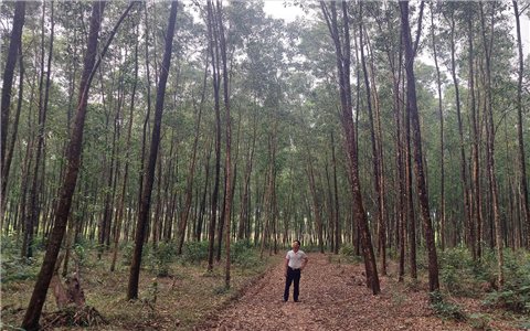 Quảng Trị chi trả hơn 347 tỷ đồng từ chuyển nhượng tín chỉ carbon rừng