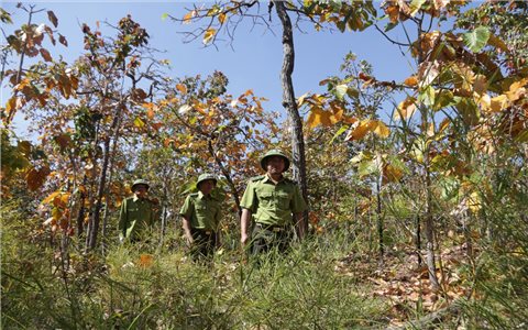 Chiêm ngưỡng vẻ đẹp rừng khộp mùa thay lá