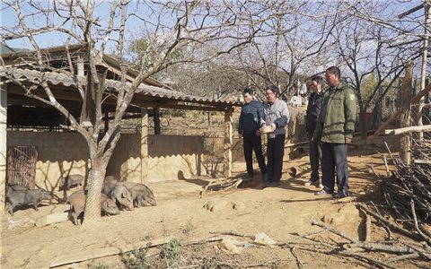 Từng là hộ nghèo nay thu hằng trăm triệu từ nuôi lợn rừng