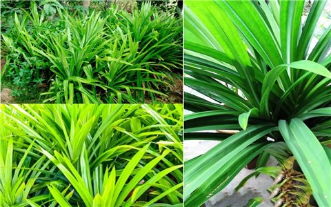 Cách trồng cây lá dứa đơn giản tại nhà