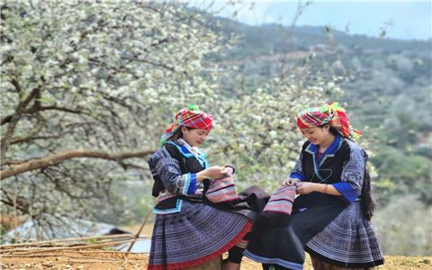 Mùa hoa Sơn tra - Bản hòa ca giữa núi rừng Tây Bắc