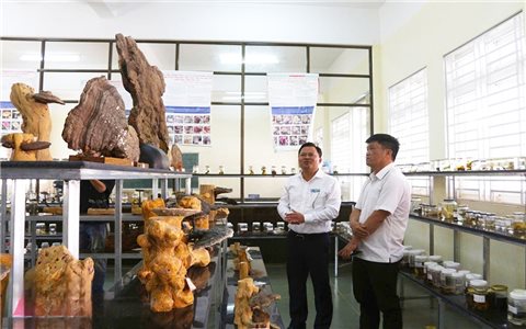 Có một "Bảo tàng nấm" ở đại ngàn Tây Nguyên