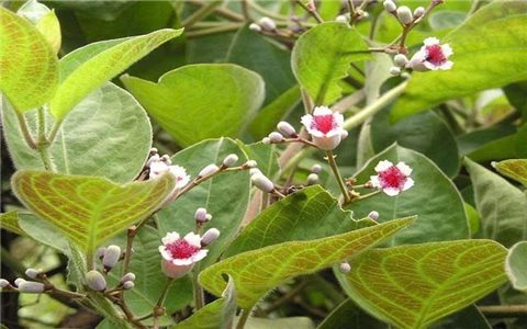 Mơ tam thể là vị thuốc chữa được nhiều bệnh theo y học cổ truyền