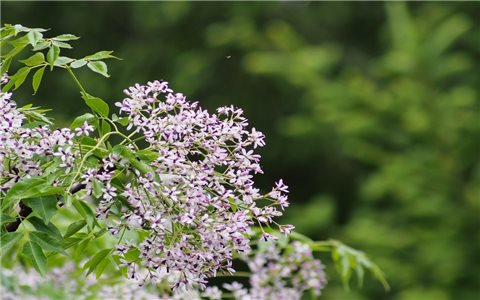 Sắc tím tháng Giêng và một miền thương nhớ