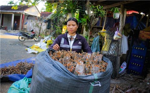 Quế rớt giá, đồng bào Co kém vui trong mùa thu hoạch chính
