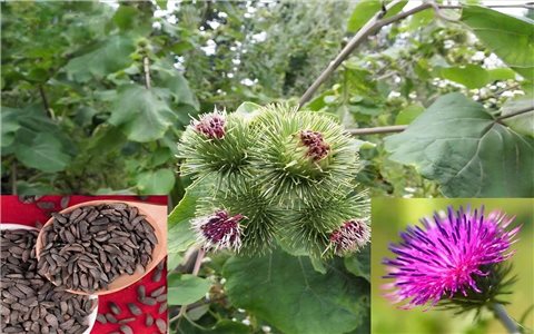 Cây Ngưu bàng chữa được một số bệnh hiệu quả