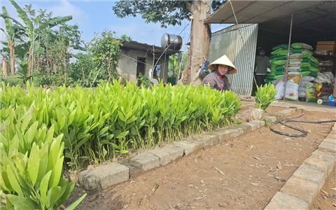 Nghệ An: Dự kiến hoàn thành 9.500 ha trồng rừng vụ Xuân trong tháng 4