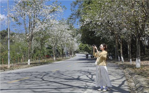 Tháng Ba ngẩn ngơ sắc trắng "miền cổ tích" nơi đại ngàn Điện Biên