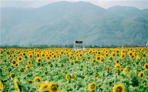 Rực rỡ cánh đồng hoa hướng dương bên dòng Vu Gia