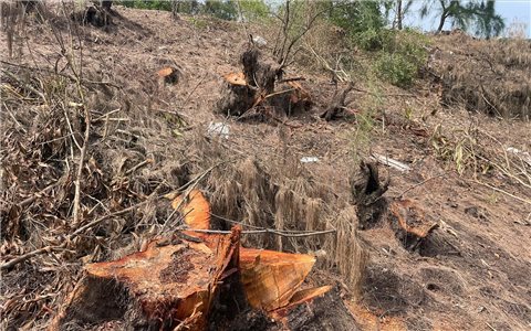 Có hay không khuất tất phía sau vụ phá rừng phòng hộ Bàu Tró?