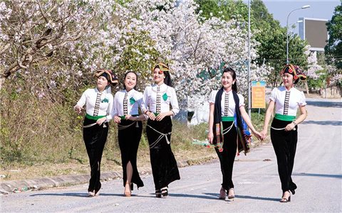 Xây dựng “Tuyến đường hoa ban dài nhất Việt Nam”