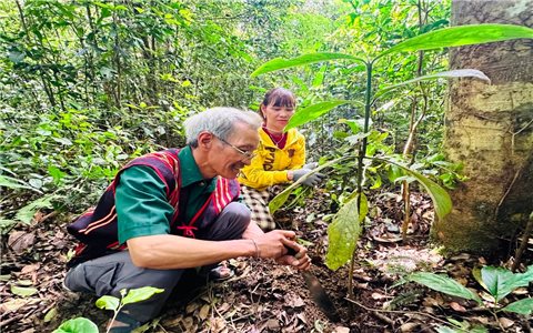 Người Ba Na sử dụng "lộc rừng"