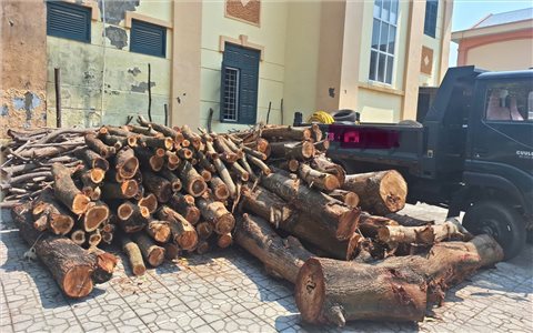 Chi cục Kiểm lâm Quảng Trị chỉ đạo làm rõ vụ phá rừng phòng hộ Bàu Tró