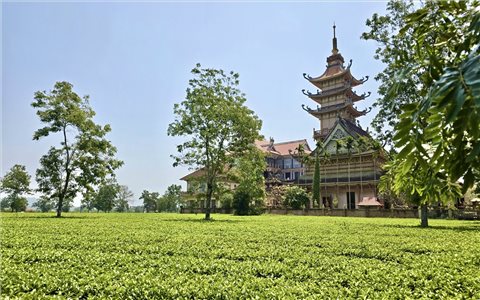 UBND tỉnh Gia Lai yêu cầu giữ nguyên hiện trạng 62 ha chè cổ thụ mang giá trị văn hóa du lịch