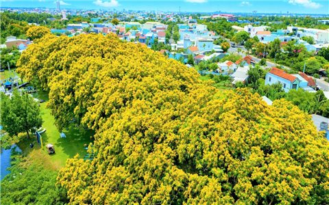 Say đắm sắc hoa sưa trên phố phường Đà Nẵng