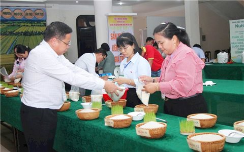 Cà Mau: Khai mạc cuộc thi gạo ngon vùng Đồng bằng sông Cửu Long