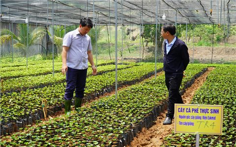 “Gỡ nút thắt” về nguồn cây giống cà phê cho bà con vùng đồng bào DTTS