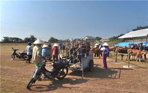 Đà Nẵng: Trao sinh kế cho hộ nghèo từ nguồn vốn chương trình mục tiêu quốc gia