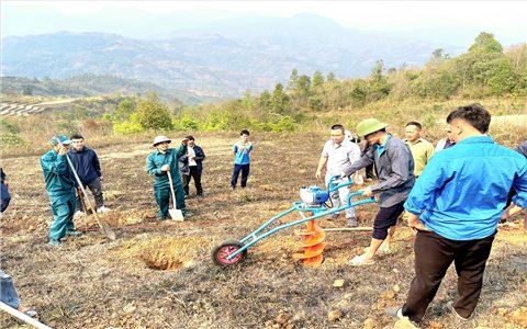 Điện Biên: Khoảng 14.000 người tham gia đào hố trồng cây cà phê, mắc ca