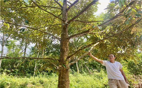 Nông dân vùng cao Đà Nẵng "bước qua lối mòn" tiếp cận với mô hình sinh kế mới