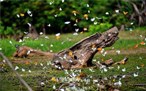 Triệu cánh bướm phủ kín Vườn quốc gia Cúc Phương, du khách chen chân săn ảnh