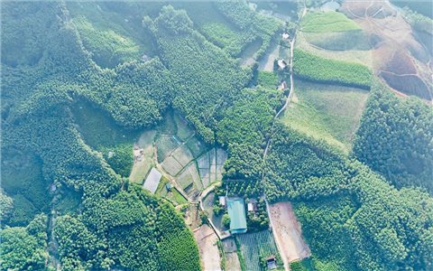 Khơi dậy tiềm năng dược liệu, tạo sinh kế bền vững cho đồng bào miền núi