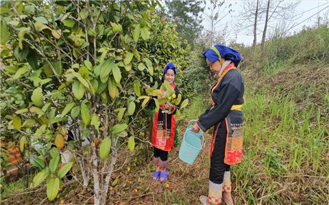 Khơi dậy tiềm năng dược liệu, tạo sinh kế bền vững cho đồng bào miền núi