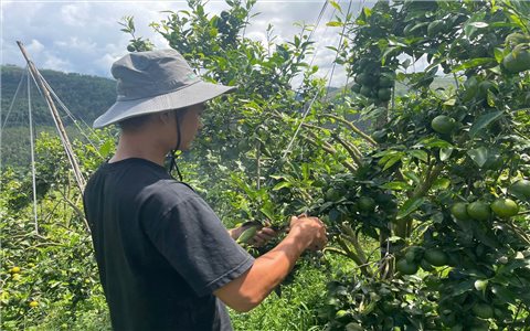 Cam Phiêng Lèo “bén rễ” hữu cơ trên vùng cao Bình Liêu