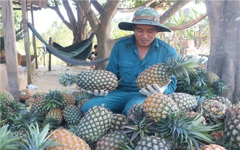 Từ vùng đất khô cằn đến vùng chuyên canh dứa trù phú