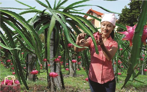 Phú Thọ chương trình OCOP nâng tầm giá trị nông sản địa phương