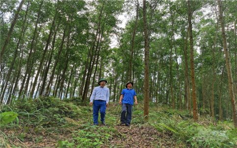Tuyên Quang: Hướng tới mục tiêu trở thành trung tâm chế biến gỗ rừng trồng