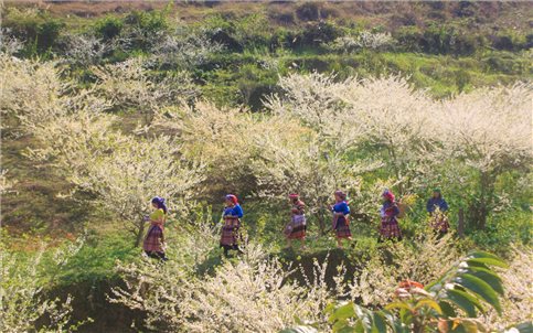 Trắng xóa màu hoa mận trên thảo nguyên Ngải Thầu