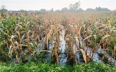 Thanh Hóa: Chỉ đạo kiểm tra, xác minh, xử lý nội dung Báo Dân tộc và Phát triển phản ánh về môi trường