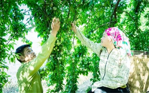 Mường Khương vào mùa thu hoạch mận tam hoa