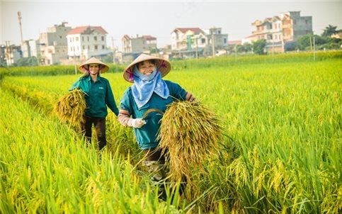 Điểm lại một số thành tựu nổi bật của ngành Nông nghiệp năm 2024