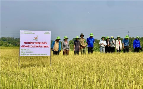 Gia Lai: Hội thảo đầu bờ mô hình trình diễn sản xuất giống lúa chất lượng cao