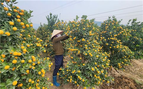 Quảng Ninh: Làng hoa, cây cảnh rộn ràng vào vụ Tết