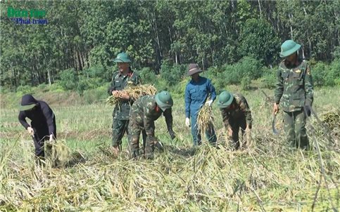 "Áo xanh" trên những cánh đồng lúa vàng
