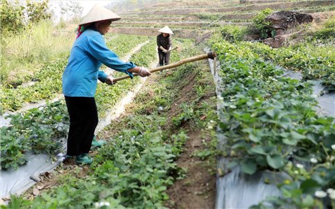 Những mô hình kinh tế thu nhập cao trên vùng đất khó Than Uyên