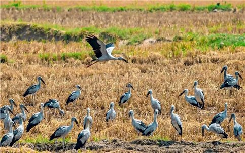 Gia Lai: Yêu cầu bảo vệ đàn cò ốc quý hiếm di cư qua địa bàn