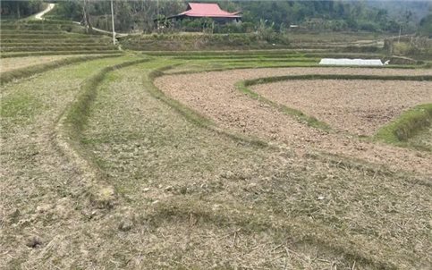 Bắc Kạn bị ảnh hưởng do hạn hán kéo dài hàng trăm ha cây trồng nguy cơ mất trắng