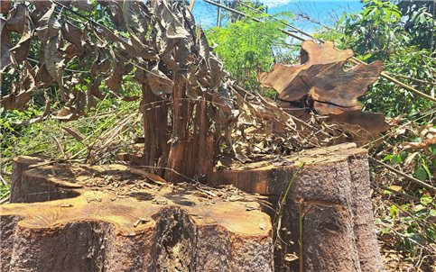 Kon Tum: Điều tra vụ phá gần 1ha rừng tại huyện biên giới Ia H’Drai