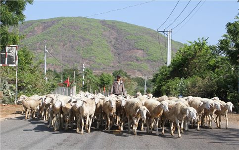 Hiệu quả chăn nuôi gia súc có sừng ở xã Phước Trung