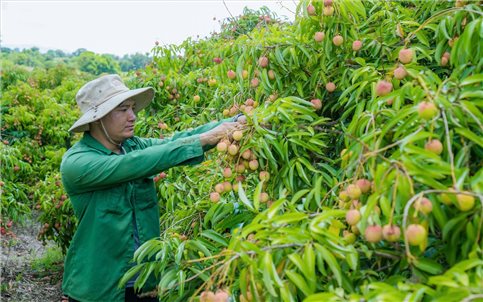 Mùa vải ngọt giúp nông dân Đắk Lắk thu tiền tỷ