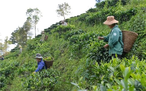 Gỡ khó trong thực hiện liên kết sản xuất theo chuỗi giá trị: Chưa thể hết khó trong một sớm một chiều